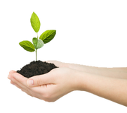 image of hands holding dirt wiht sprouting plant 